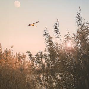 Immagine di un fenicottero che vola al tramonto tra le canne di uno stagno in Sardegna Cagliari