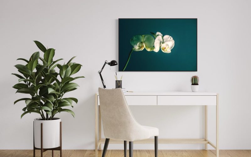 fotografia di un'orchidea su sfondo verde ambientata in un moderno ufficio