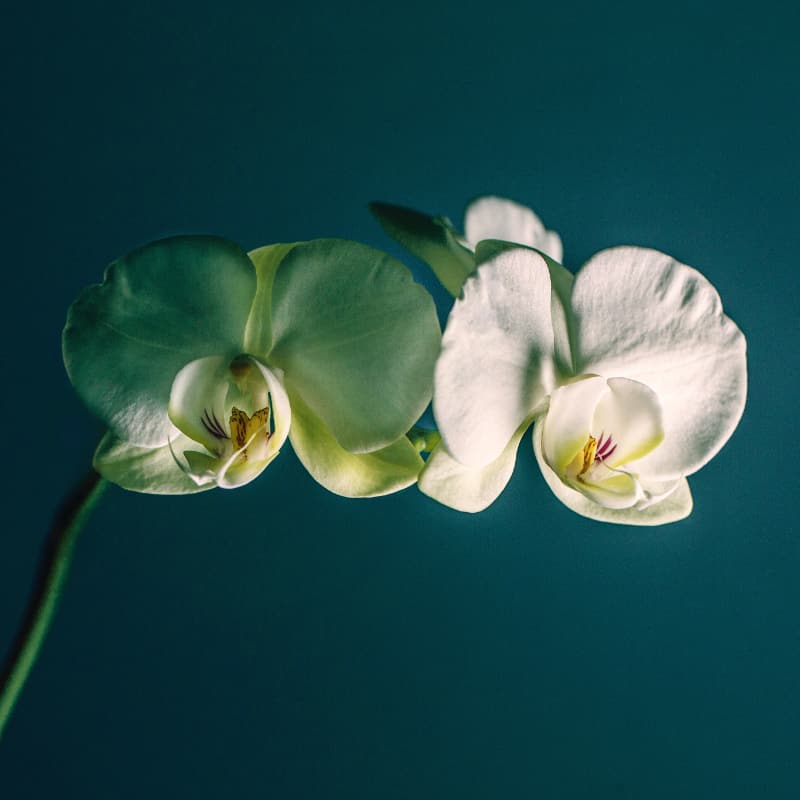 orchidee square