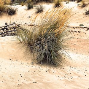 muru muru dune del sud cornice immagine ciuffi di graminacee spuntano da una duna in Sardegna