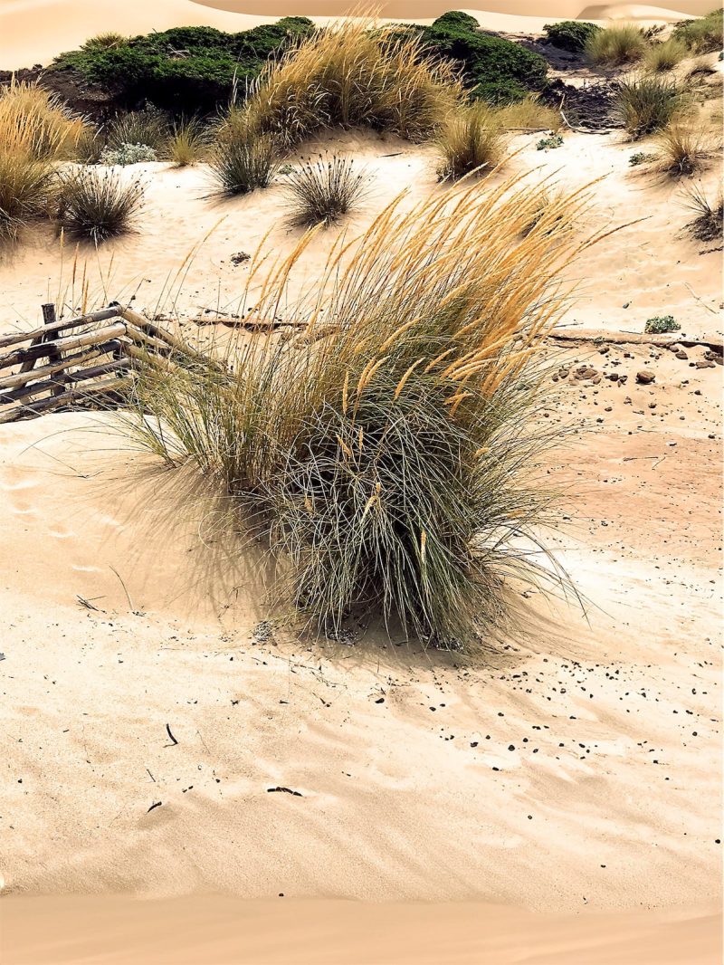 muru muru dune del sud cornice immagine ciuffi di graminacee spuntano da una duna in Sardegna