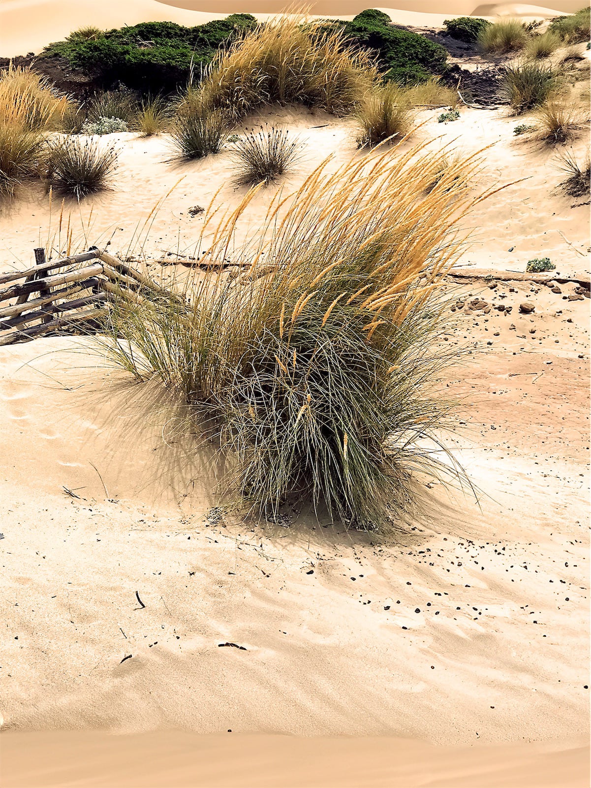 ciuffi di graminacee spuntano da una duna in Sardegna