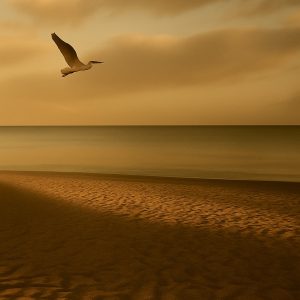 un grande cormorano dal piumaggio chiaro spicca il volo al tramonto sulla spiagge del Poetto a Cagliari