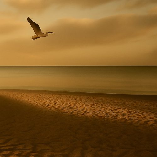 un grande cormorano dal piumaggio chiaro spicca il volo al tramonto sulla spiagge del Poetto a Cagliari