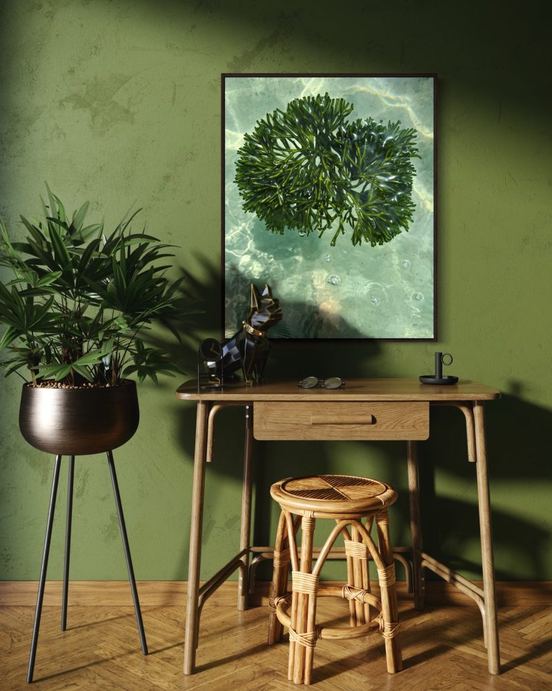 Un’alga candelabro nelle acque limpide della Sardegna, sospesa in uno spazio neutro che ne esalta la forma leggera, il colore vivo e la danza silenziosa.