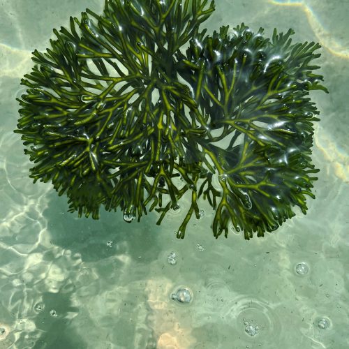 Alga candelabro