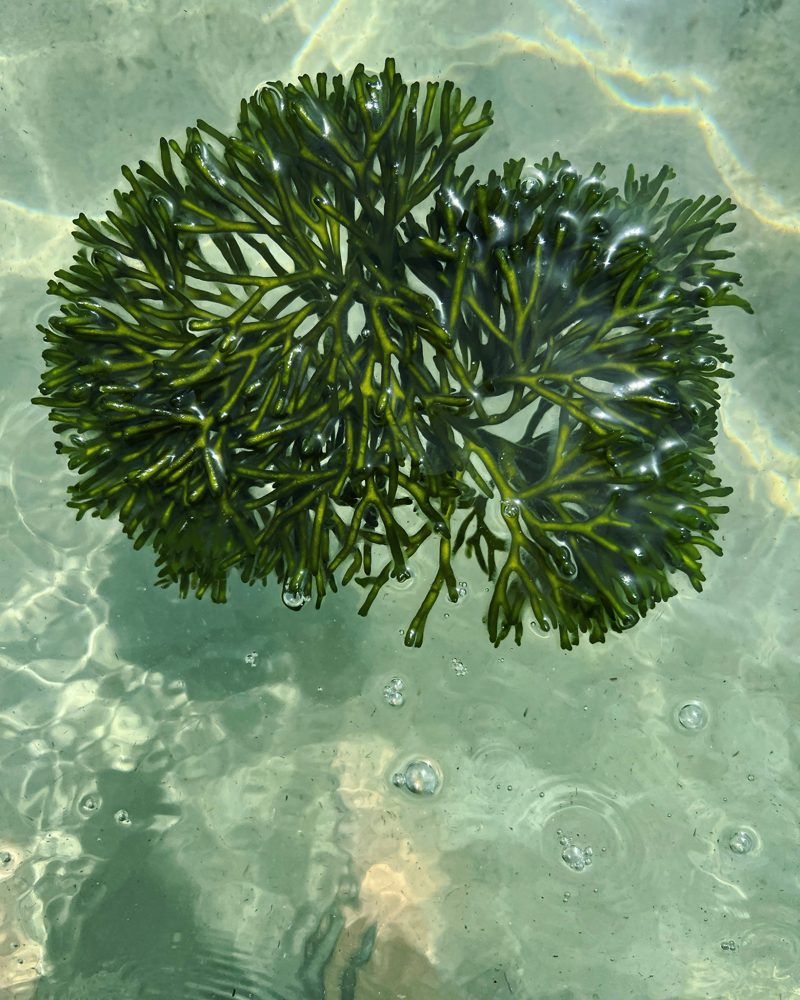 Alga candelabro
