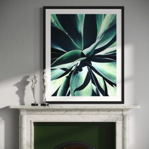 Agave
