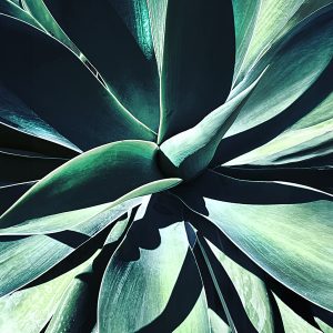 Agave