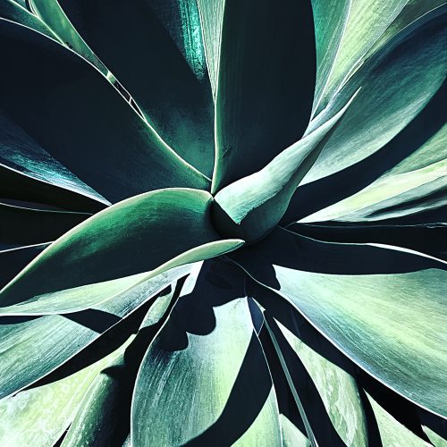 Agave
